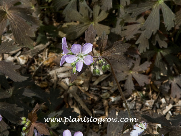 The lavender flowers are a contrast to the brownish foliage.  (May 18)